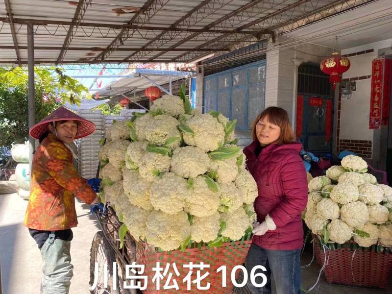 川岛松花106松花菜种子欧兰德耐寒越冬小米粒晚熟春秋