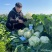 川岛松花106松花菜种子欧兰德耐寒越冬小米粒晚熟春秋