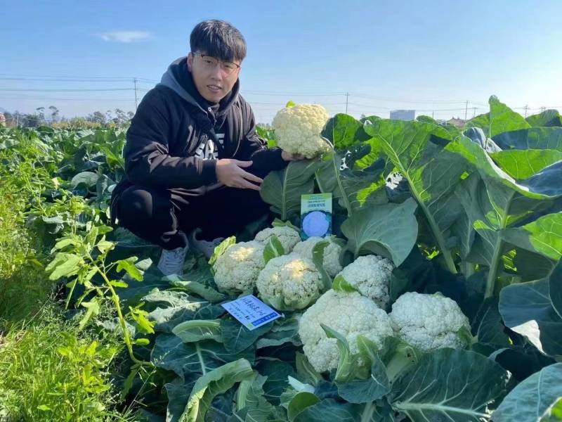 川岛松花106松花菜种子欧兰德耐寒越冬小米粒晚熟春秋