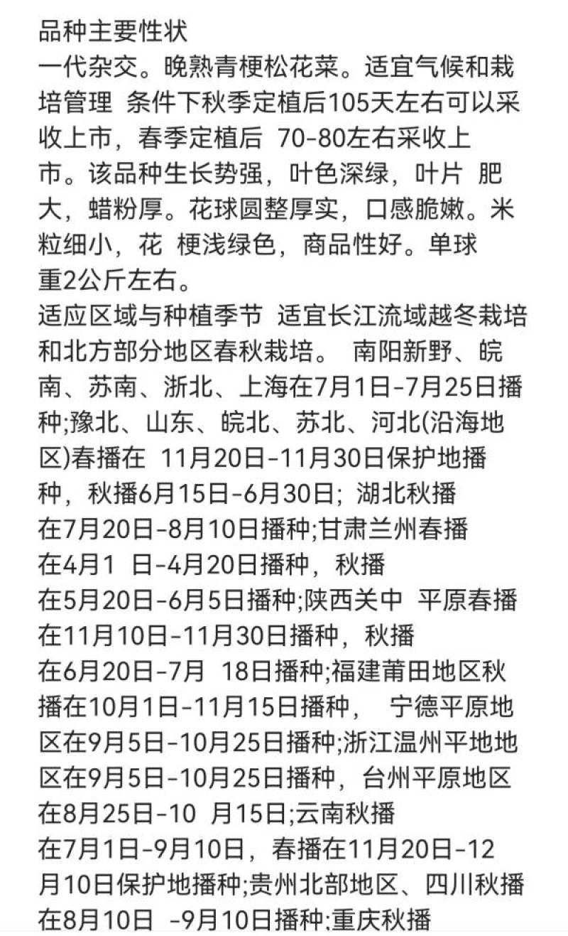 川岛松花106松花菜种子欧兰德耐寒越冬小米粒晚熟春秋