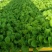 【白菜苗】抗病性强成活率99.982%量大从优