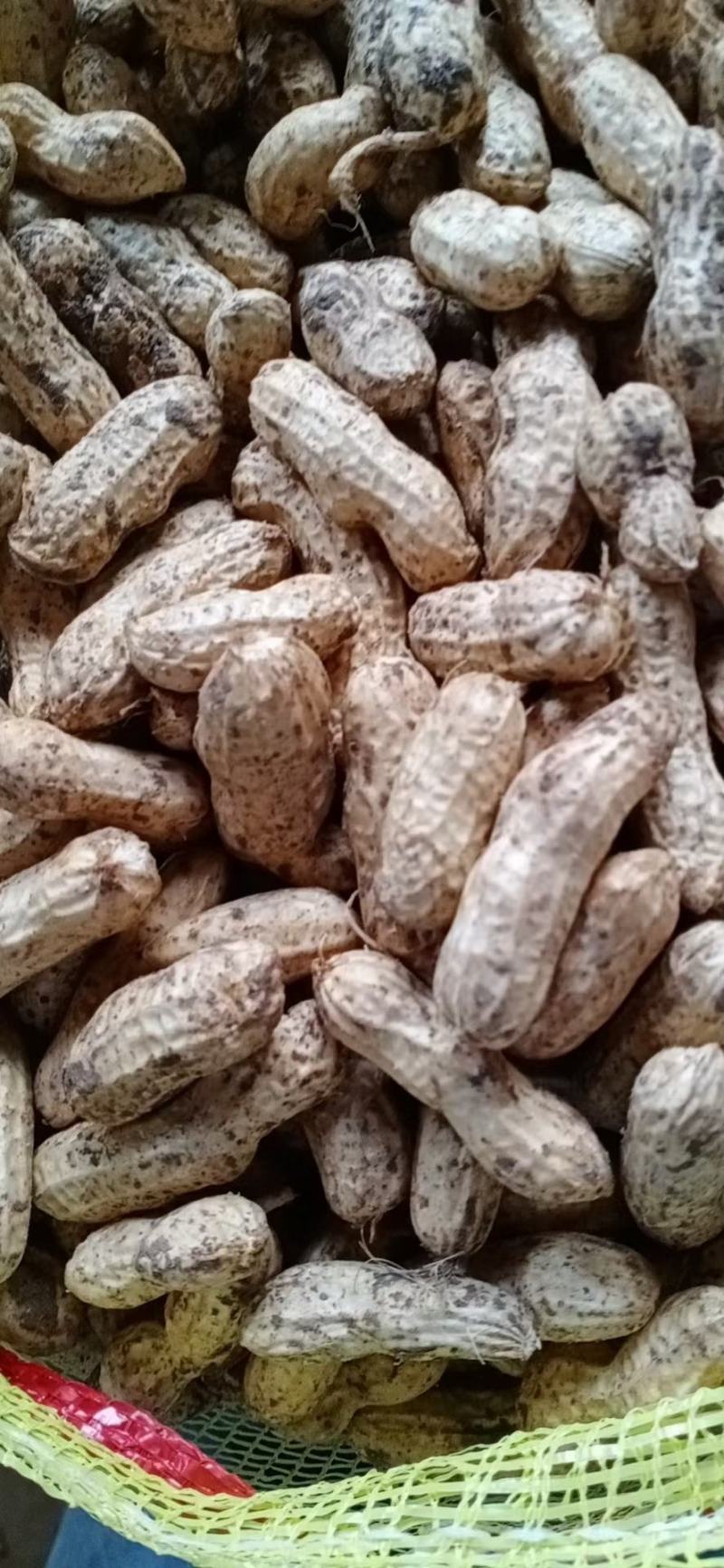 江苏徐州精品四季红花生大量收购价格实惠