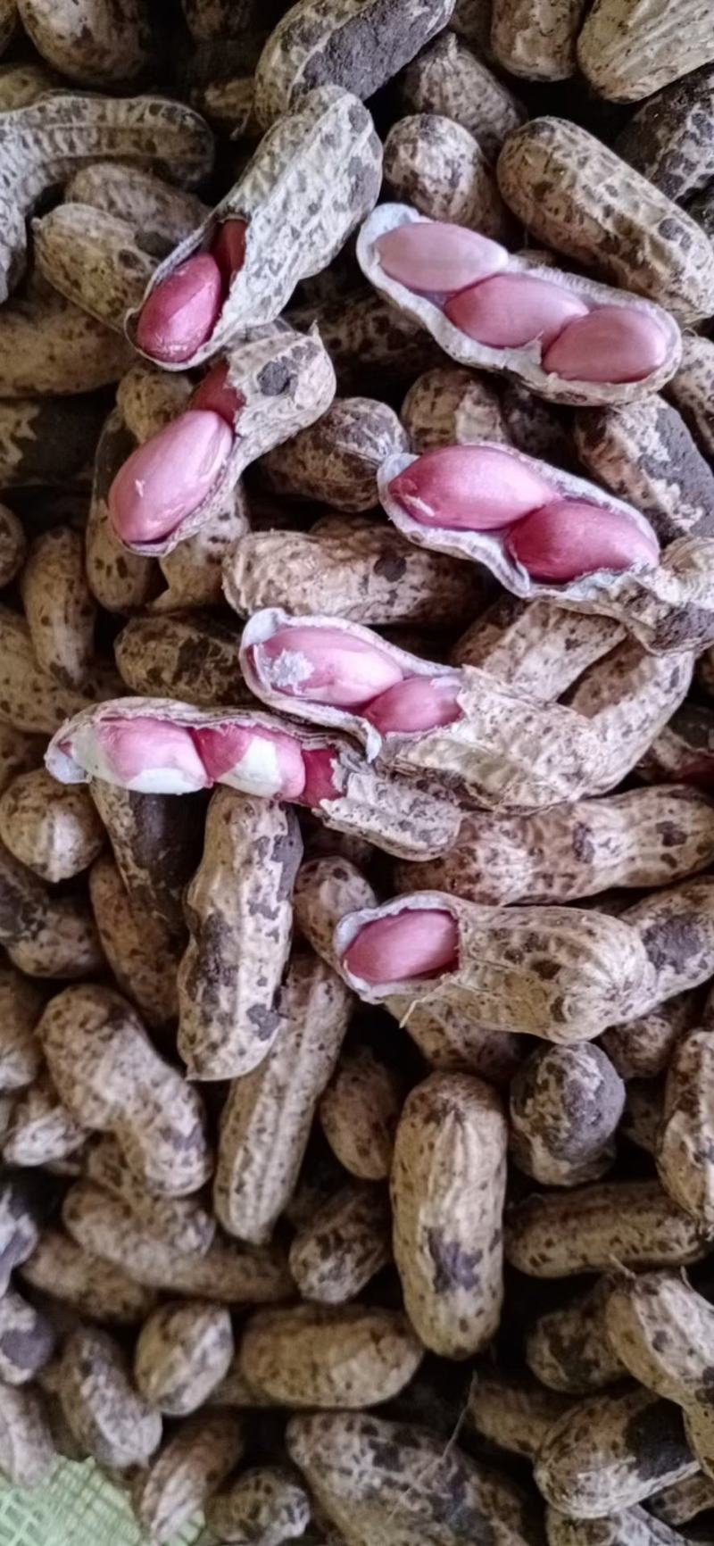 江苏徐州精品四季红花生大量收购价格实惠