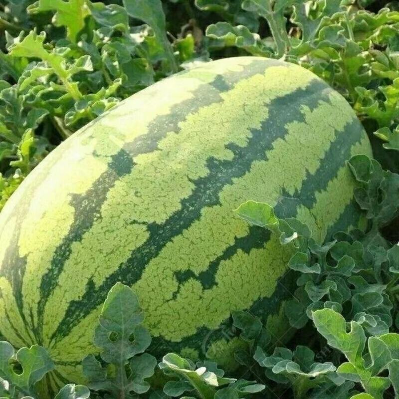 推荐宁夏正宗硒砂瓜，全国代发保熟保甜，量大从优，欢迎来电