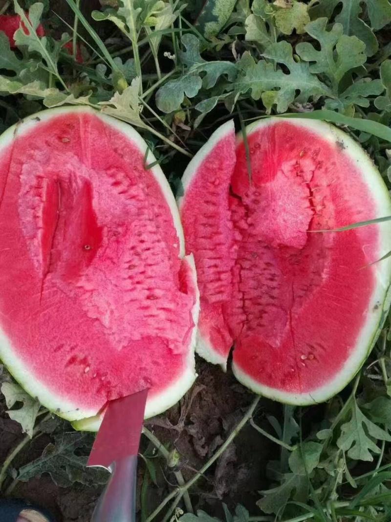 推荐宁夏正宗硒砂瓜，全国代发保熟保甜，量大从优，欢迎来电