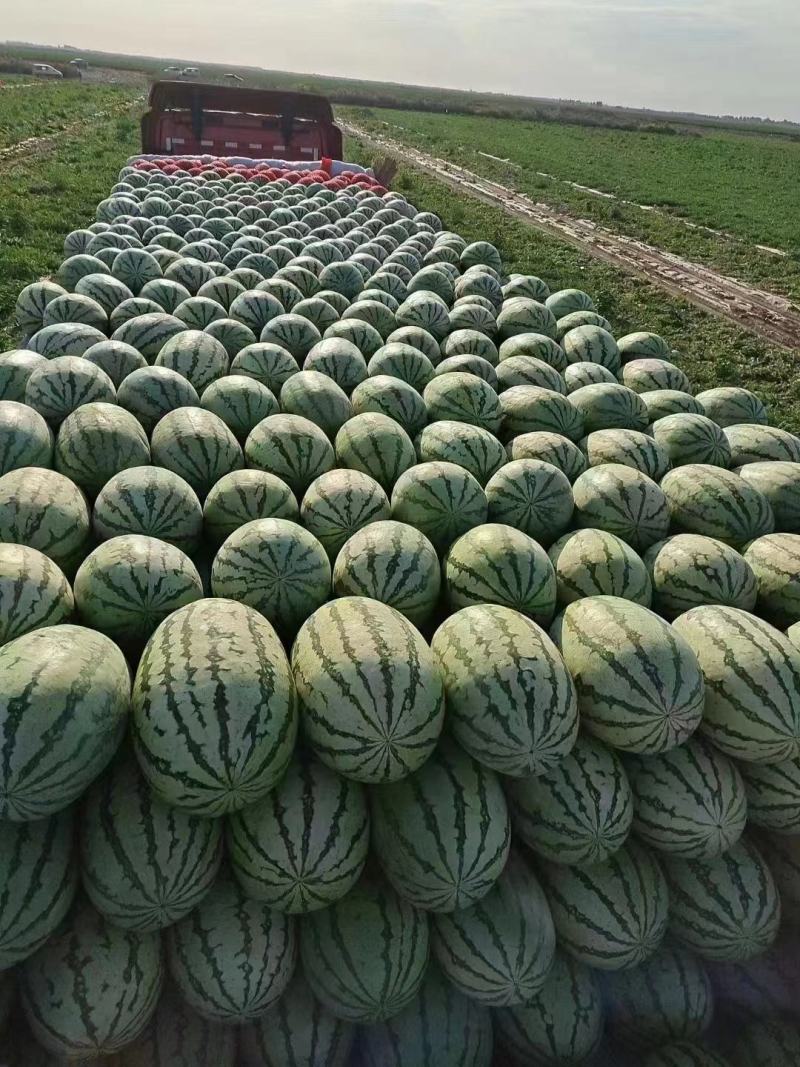推荐宁夏正宗硒砂瓜，全国代发保熟保甜，量大从优，欢迎来电