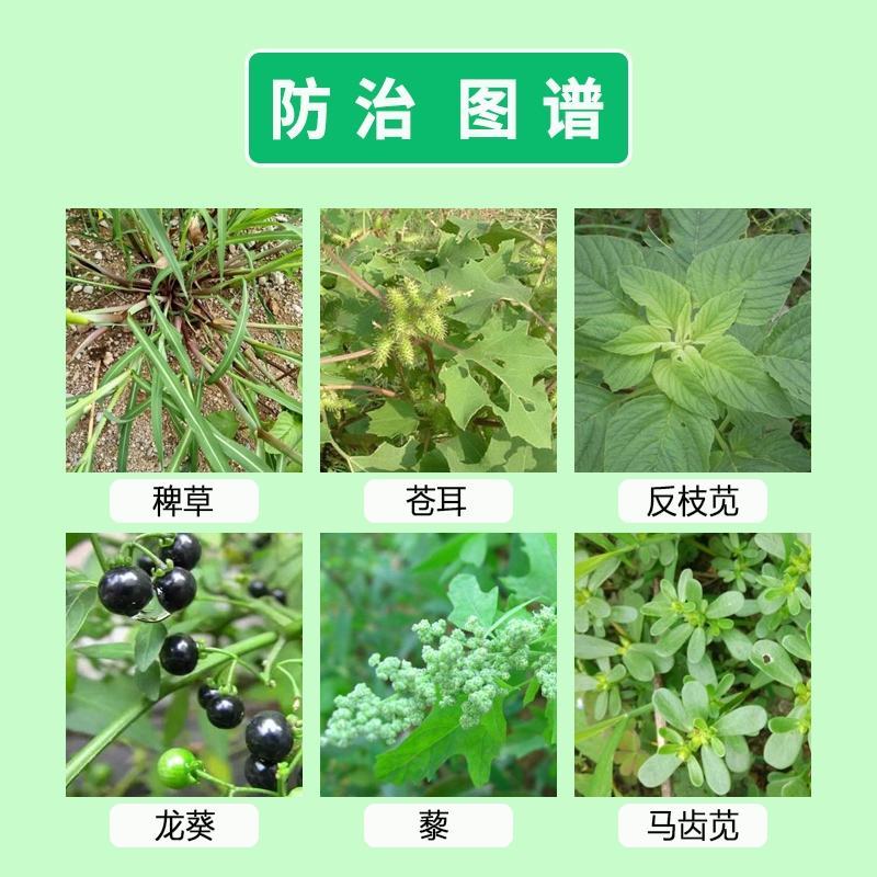 50%扑草净悬浮剂大蒜葱韭菜芹菜苗后阔叶杂草农药除草剂