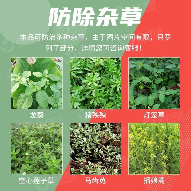 50%扑草净悬浮剂大蒜葱韭菜芹菜苗后阔叶杂草农药除草剂