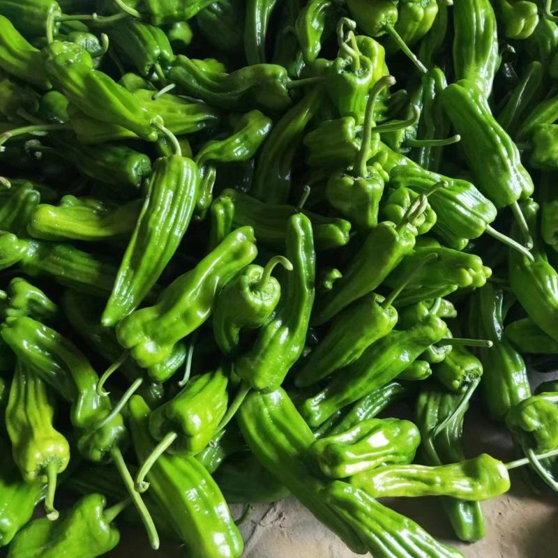 虎皮椒