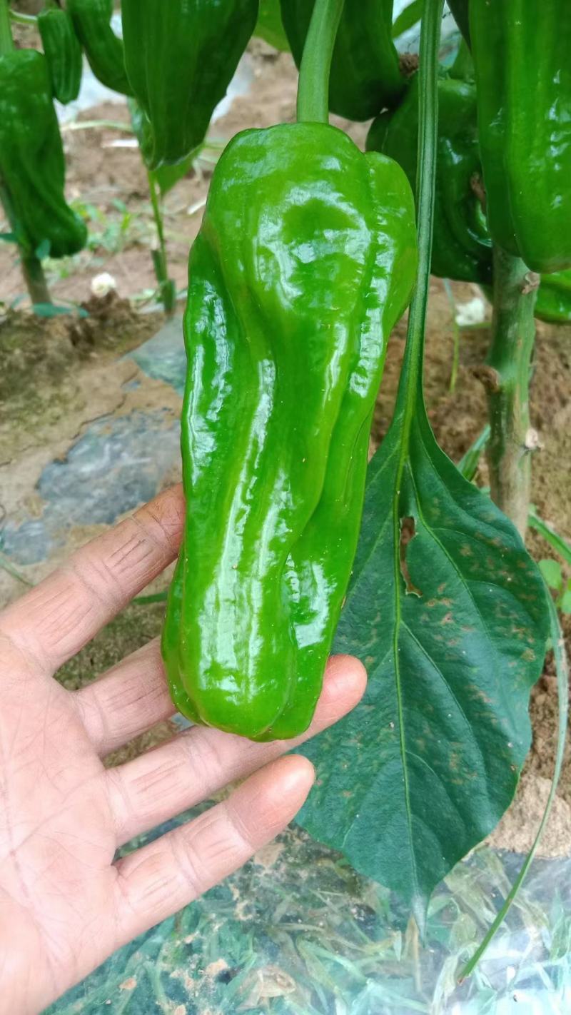 虎皮椒