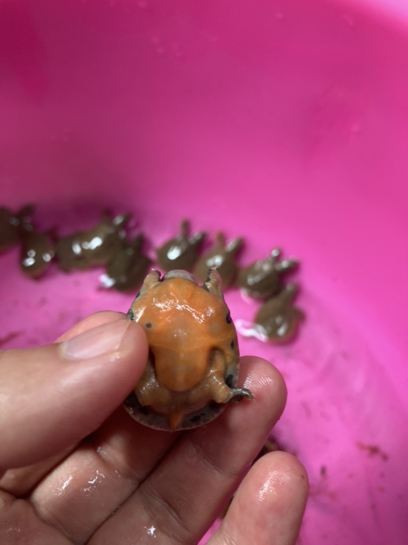 甲鱼苗