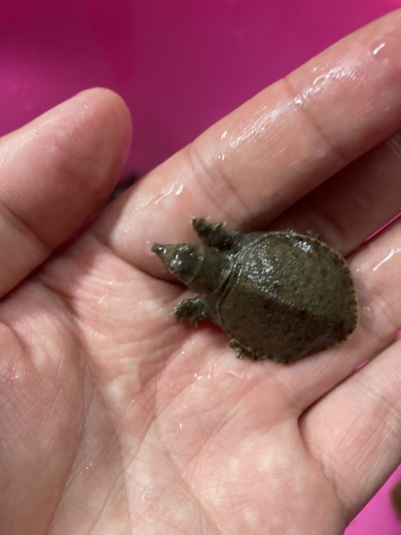 甲鱼苗
