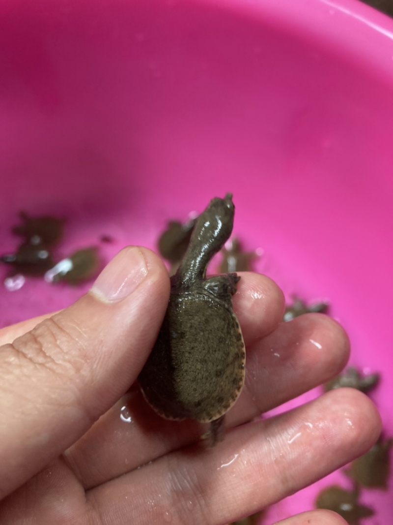 甲鱼苗