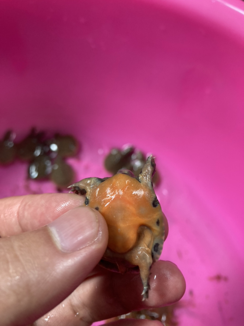 甲鱼苗