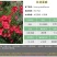 红亚麻种子芙蓉麻槿麻种子四季种易活室内阳台盆栽开花不断景