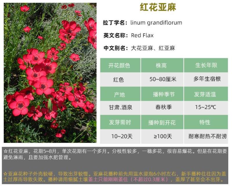红亚麻种子芙蓉麻槿麻种子四季种易活室内阳台盆栽开花不断景