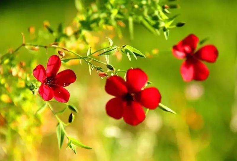 红亚麻种子芙蓉麻槿麻种子四季种易活室内阳台盆栽开花不断景