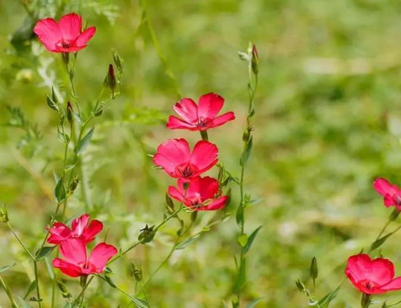 红亚麻种子芙蓉麻槿麻种子四季种易活室内阳台盆栽开花不断景