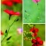 红亚麻种子芙蓉麻槿麻种子四季种易活室内阳台盆栽开花不断景