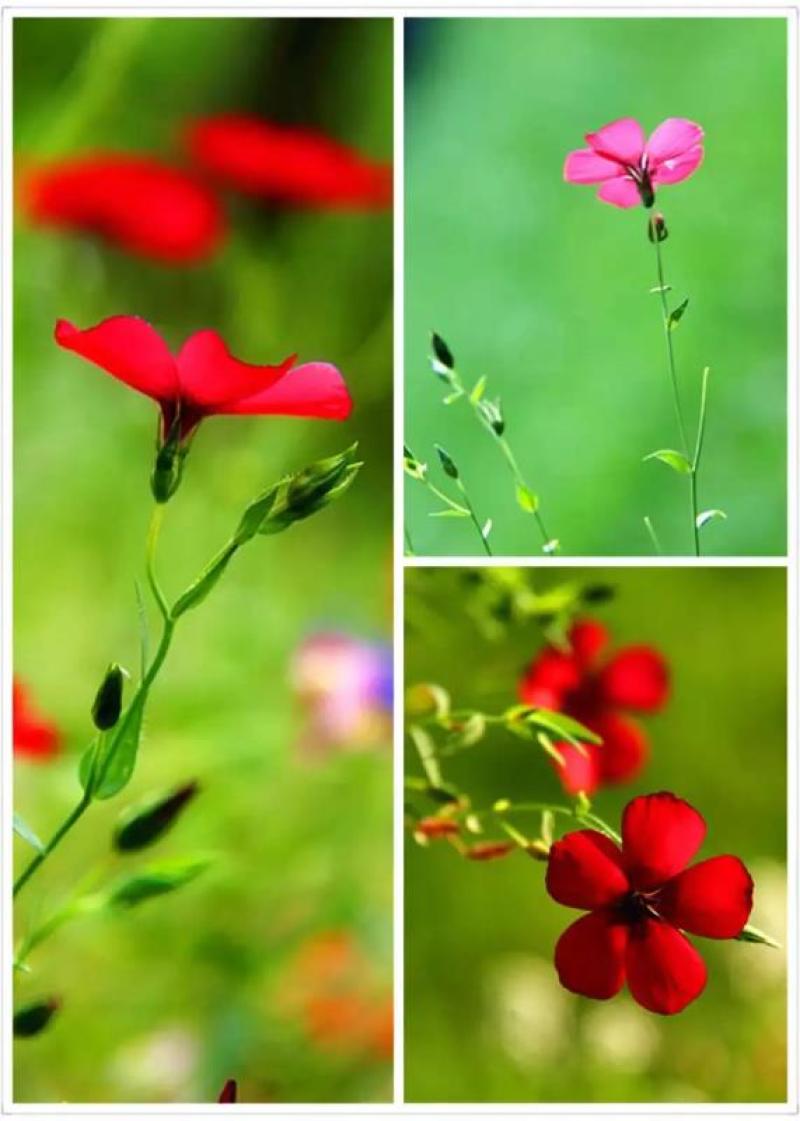 红亚麻种子芙蓉麻槿麻种子四季种易活室内阳台盆栽开花不断景
