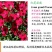 红亚麻种子芙蓉麻槿麻种子四季种易活室内阳台盆栽开花不断景