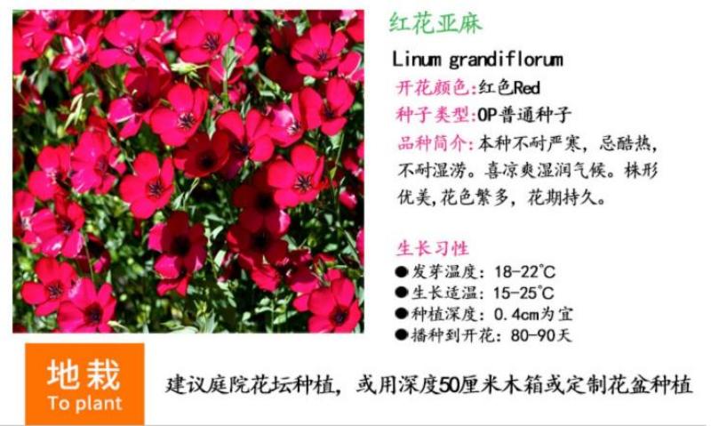红亚麻种子芙蓉麻槿麻种子四季种易活室内阳台盆栽开花不断景