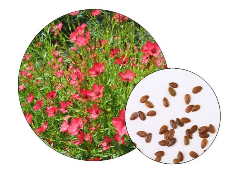 红亚麻种子芙蓉麻槿麻种子四季种易活室内阳台盆栽开花不断景
