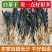 夏季菜干广东农家自晒无沙白菜干500g新鲜干货煲