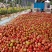 邯郸硬粉西红柿🍅产地直供各大批发市场及商超全国代发