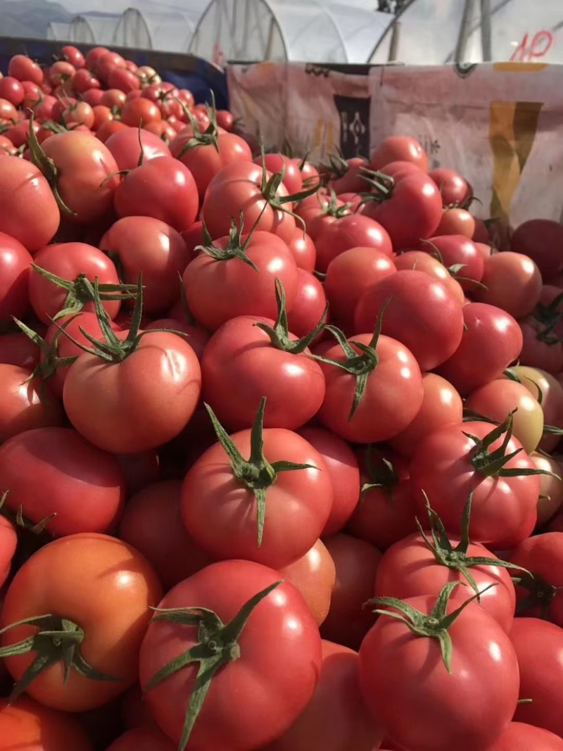 邯郸硬粉西红柿🍅产地直供各大批发市场及商超全国代发