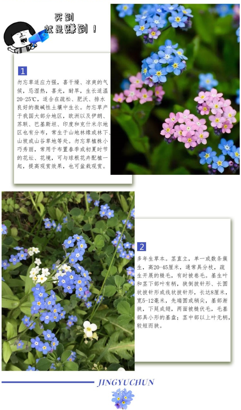 勿忘草花种子宿根多年生勿忘我种子盆栽耐寒易种太阳花卉种子