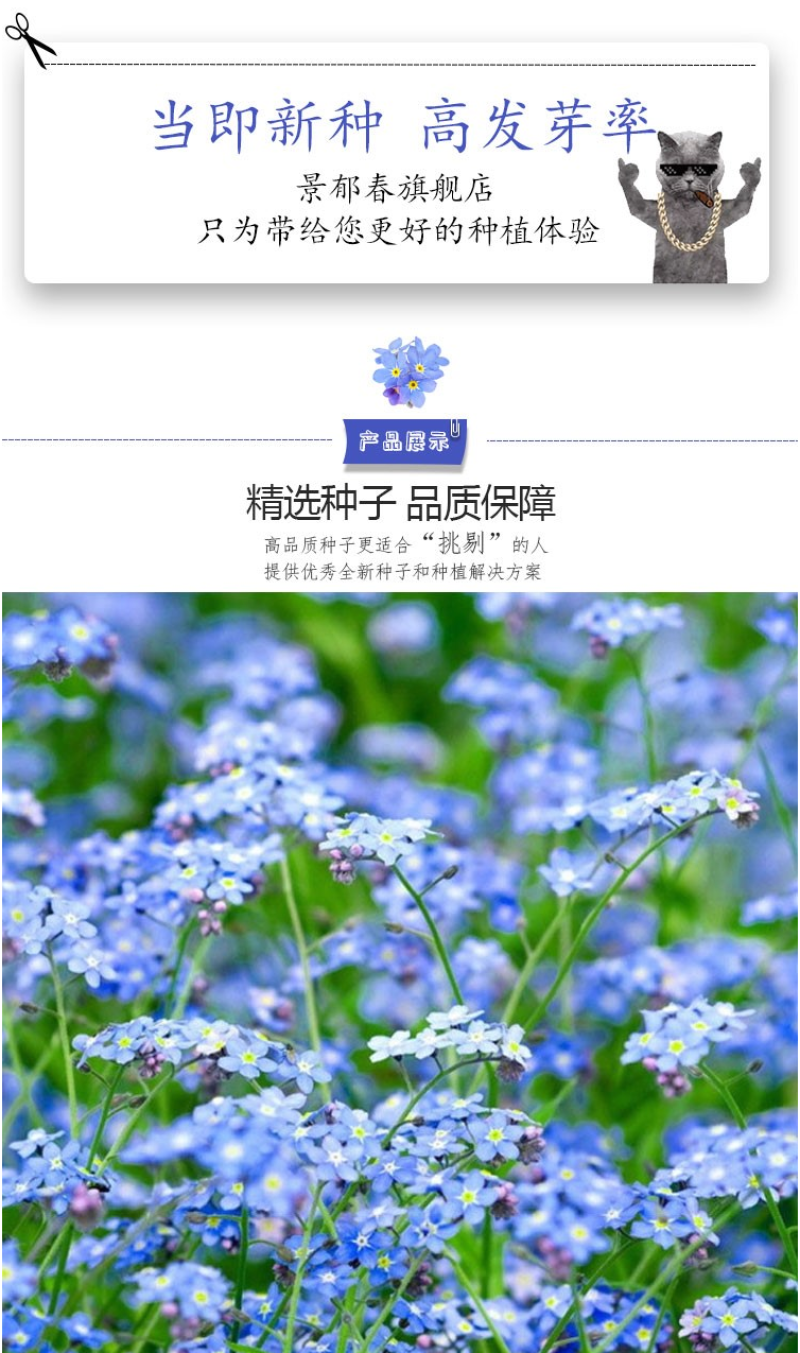 勿忘草花种子宿根多年生勿忘我种子盆栽耐寒易种太阳花卉种子