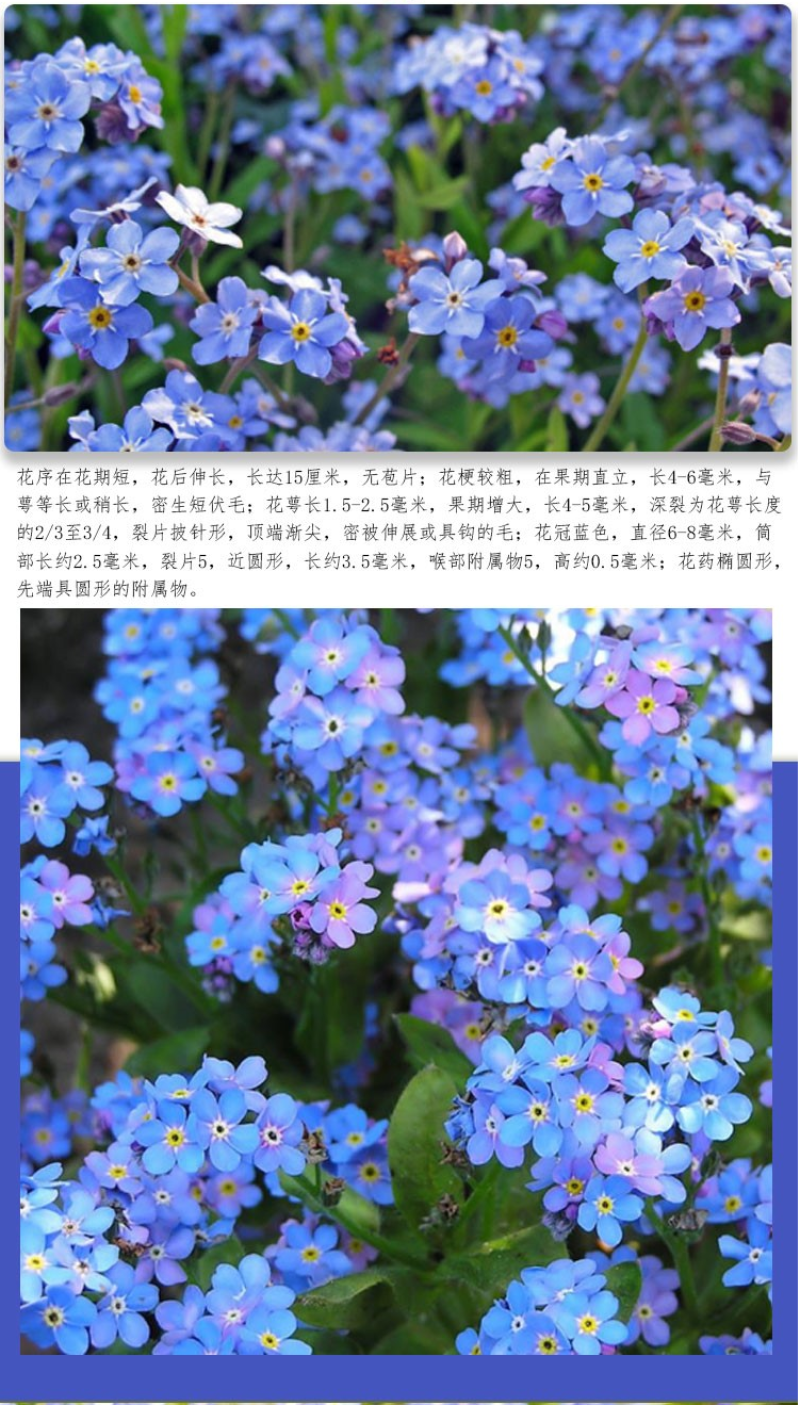 勿忘草花种子宿根多年生勿忘我种子盆栽耐寒易种太阳花卉种子