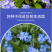 勿忘草花种子宿根多年生勿忘我种子盆栽耐寒易种太阳花卉种子