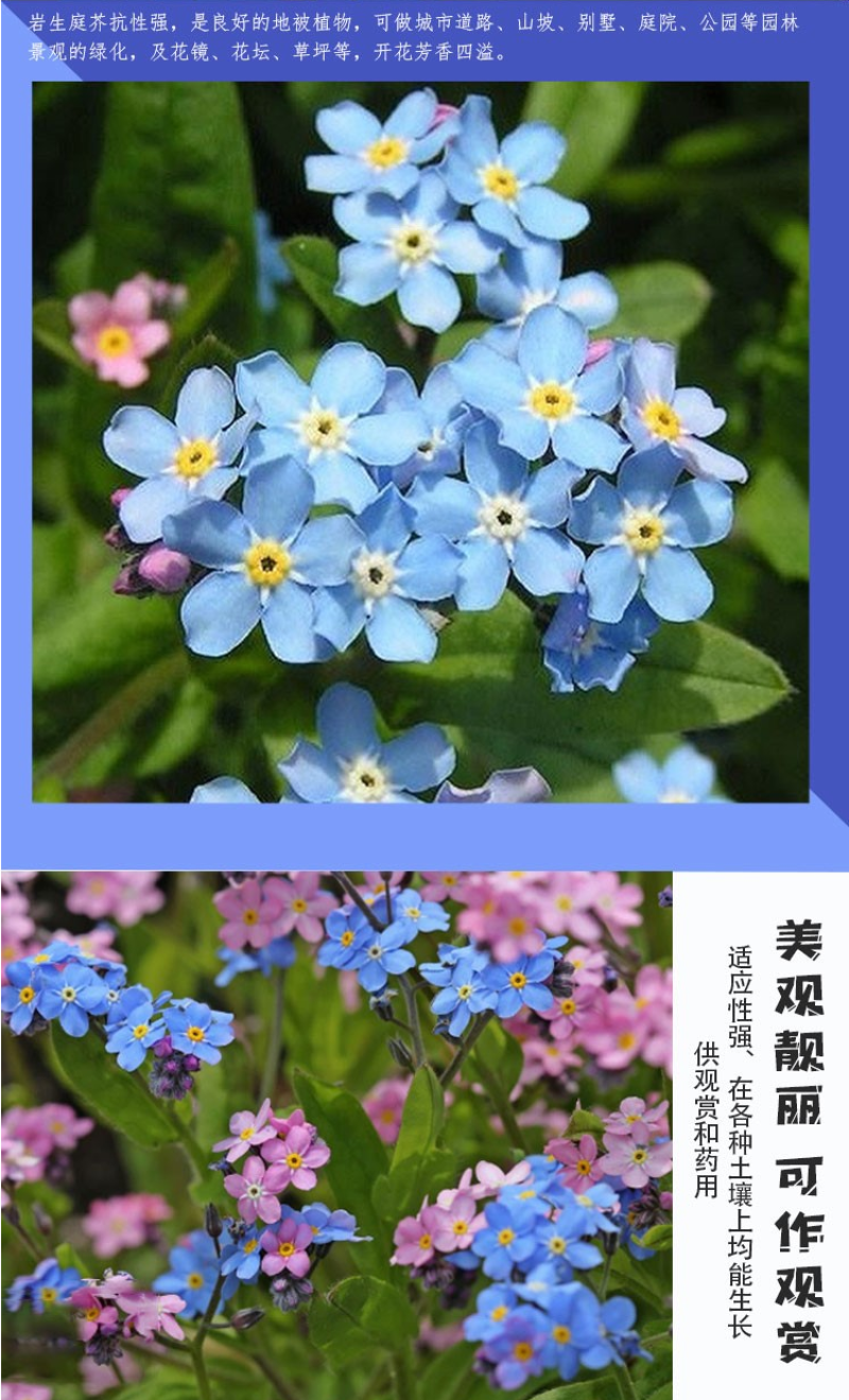 勿忘草花种子宿根多年生勿忘我种子盆栽耐寒易种太阳花卉种子