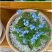 勿忘草花种子宿根多年生勿忘我种子盆栽耐寒易种太阳花卉种子