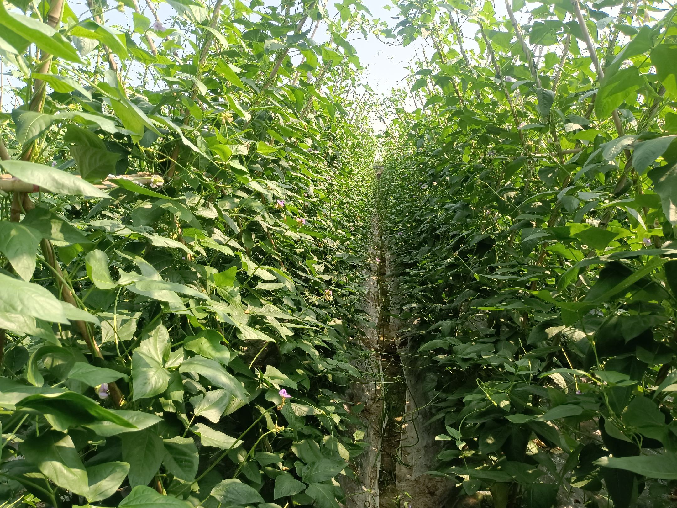 地豆角种子与幼苗