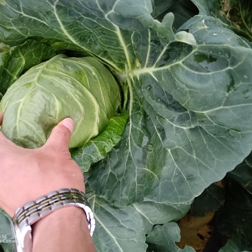 牛心甘蓝牛心菜尖包菜