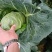 牛心甘蓝牛心菜尖包菜