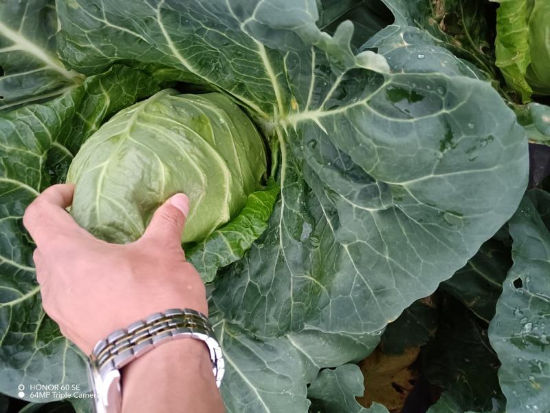 牛心甘蓝牛心菜尖包菜