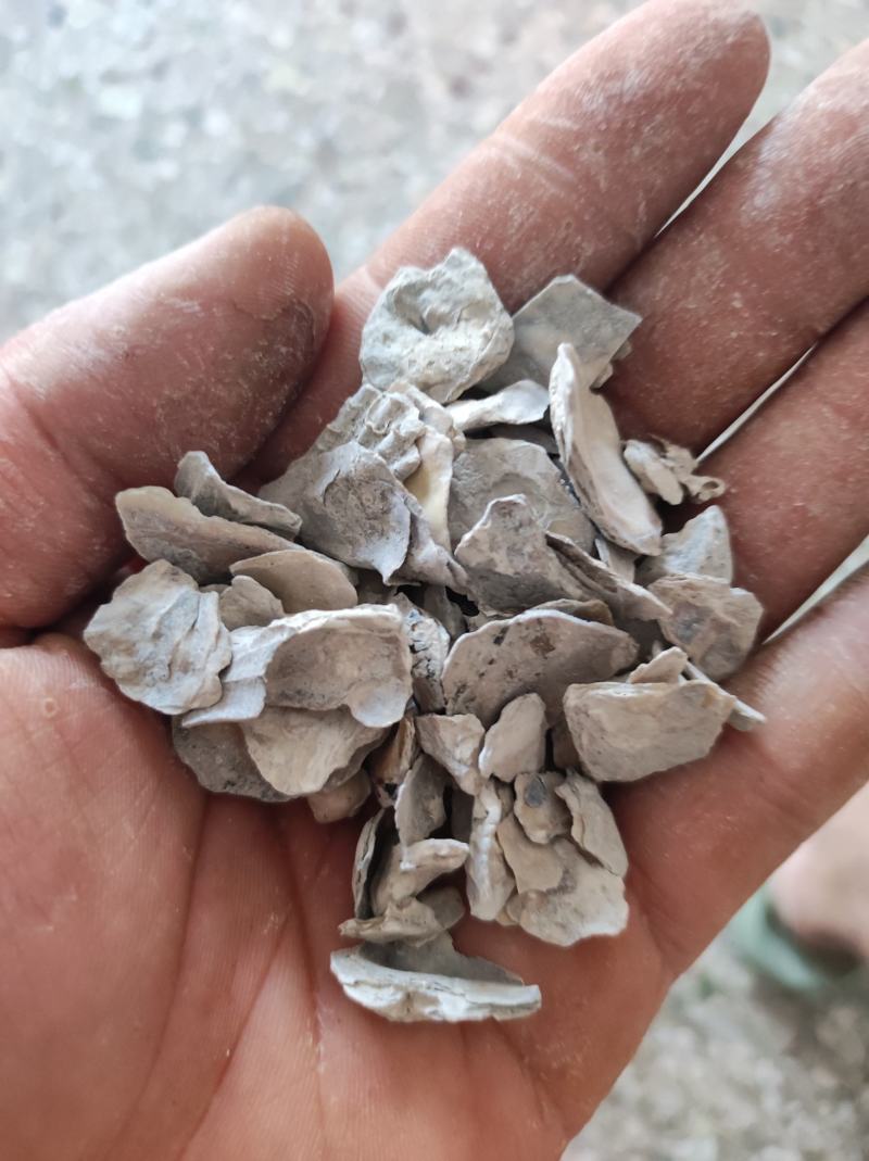 煅牡蛎过筛正品货源充足欢迎下单产地售货