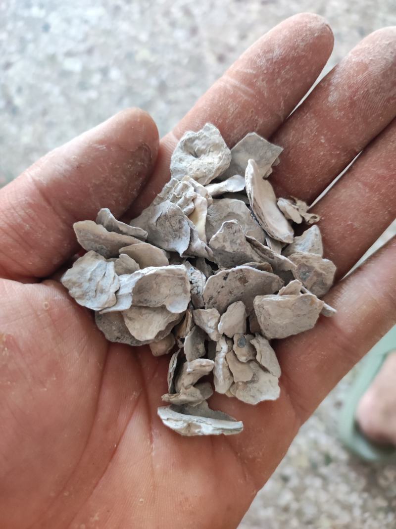 煅牡蛎过筛正品货源充足欢迎下单产地售货