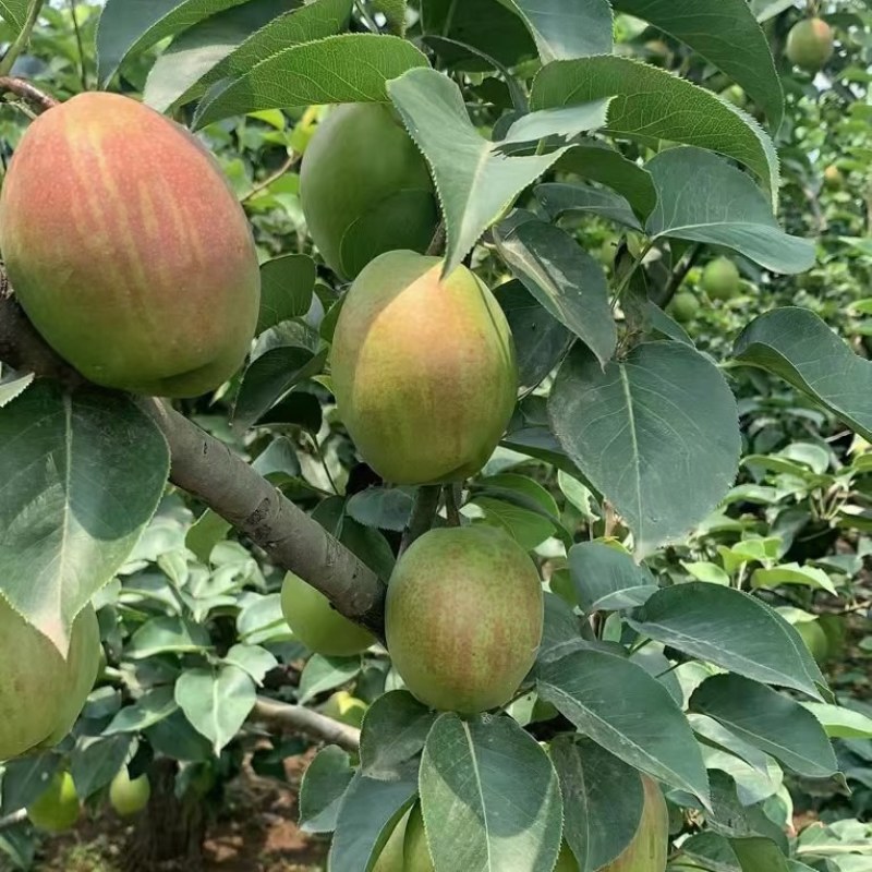 红香酥，框装，箱装。电商货。需要的联系