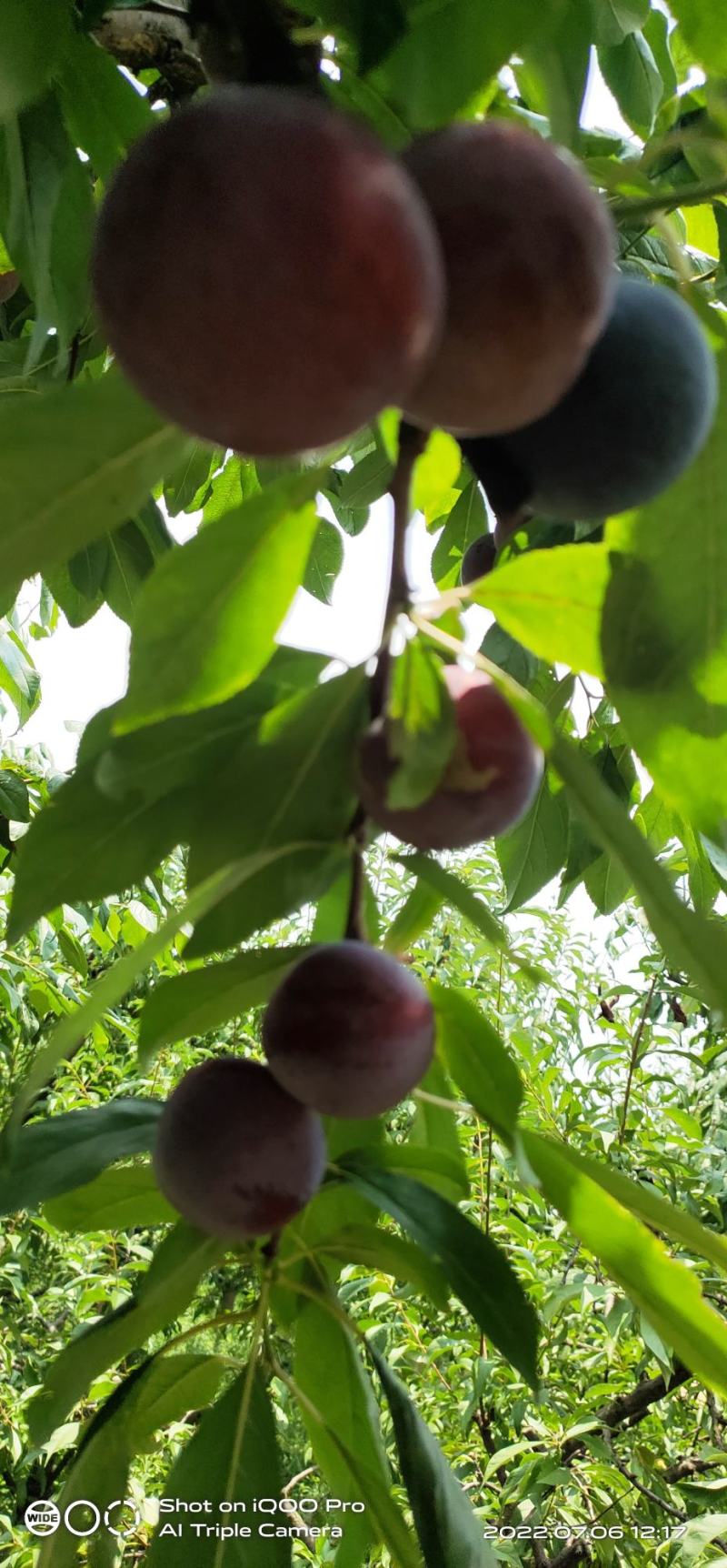 小红宝石