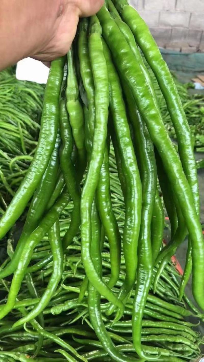 贵州青椒3号，8号，价格美丽，量大。