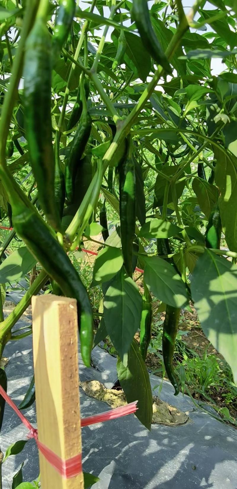 贵州青椒3号，8号，价格美丽，量大。