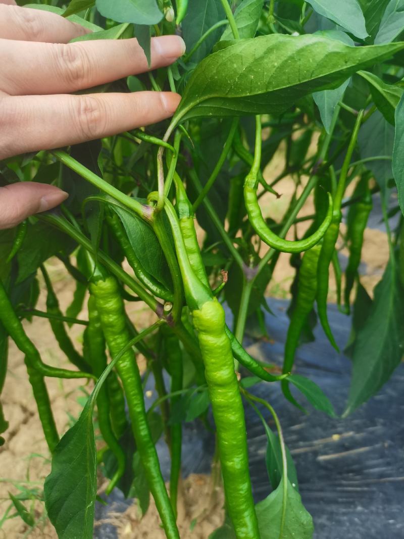 贵州青椒3号，8号，价格美丽，量大。