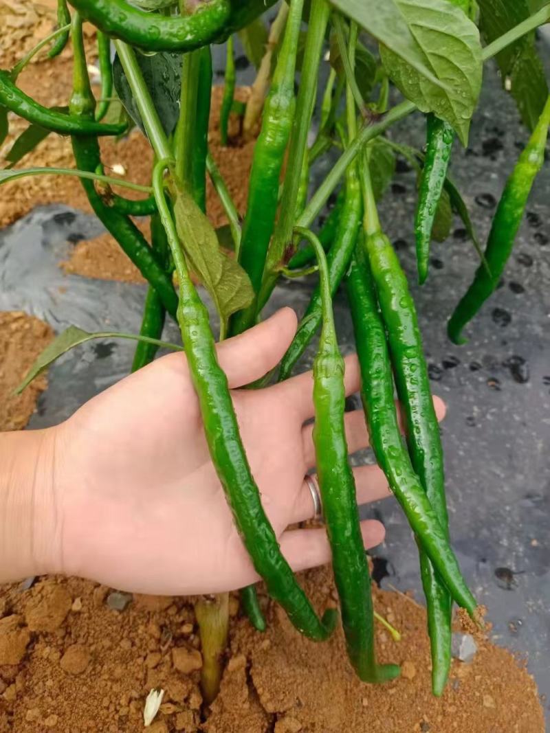 贵州青椒3号，8号，价格美丽，量大。