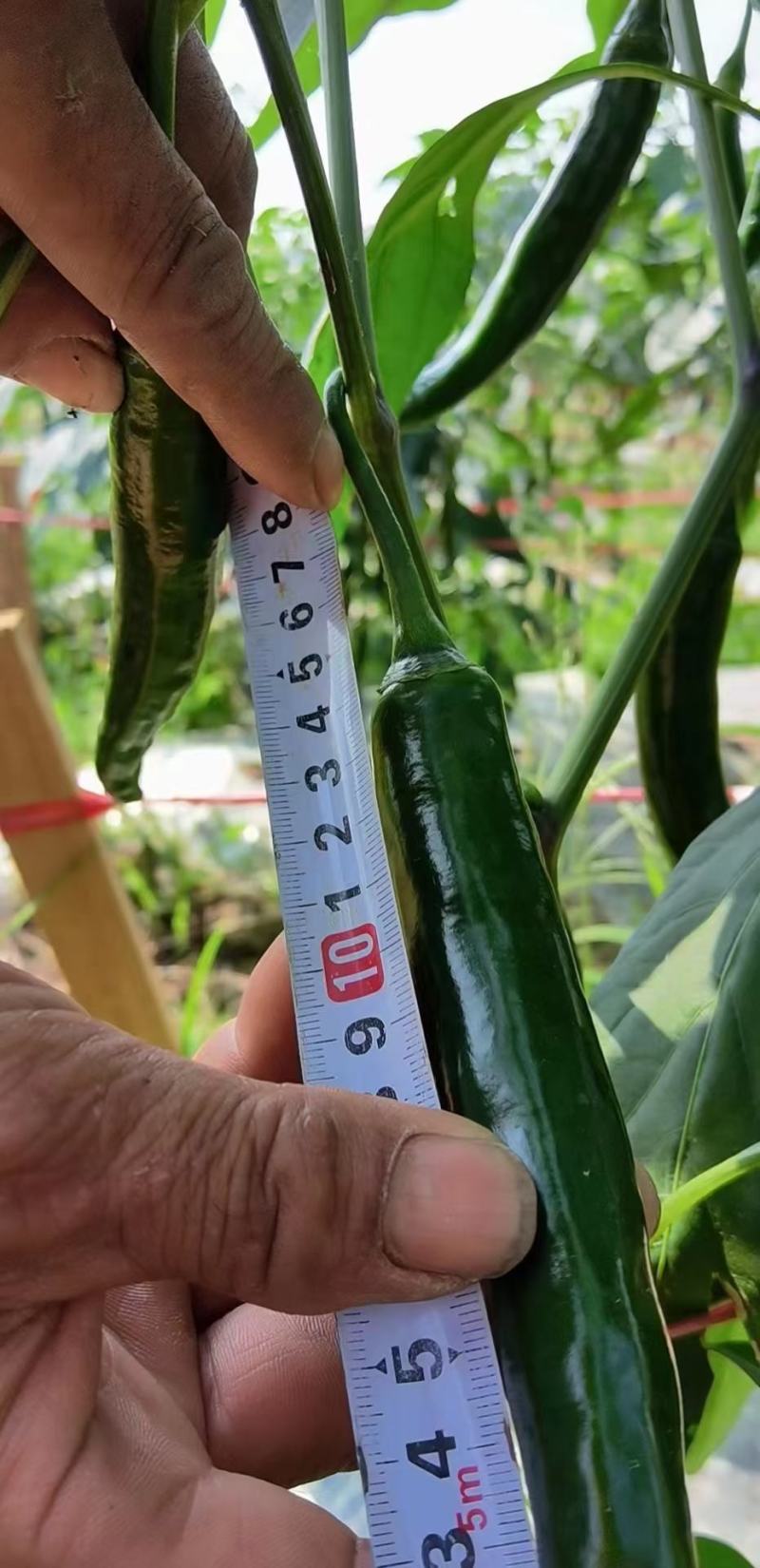 贵州青椒3号，8号，价格美丽，量大。