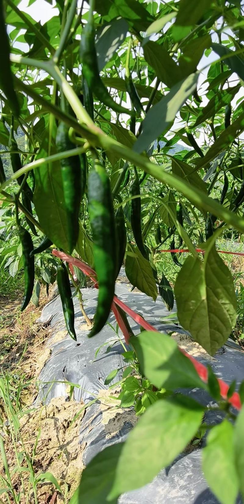 贵州青椒3号，8号，价格美丽，量大。